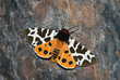 garden tiger moth