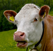 kuhportrait