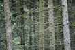 Thin tree trunks, close-up