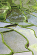 Rice paddies, elevated view