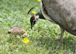 Foto: Peahen & Chick Peahen & Chick