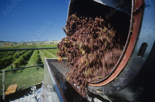 Photo: Grapes being unloaded at vineyard Grapes being unloaded at vineyard