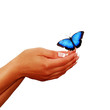 Schmetterling auf der Hand