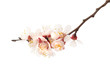 Almond tree pink flowers. Almond tree pink flowers.