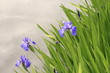 Iris, Lilie, Lilium, Liliengewächs, Liliaceae, Seeufer Iris, Lilie, Lilium, Liliengewächs, Liliaceae, Seeufer