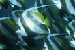 Photo: Mozambique, Indian Ocean, school of coachman fish Heniochus acuminatus, close-up Mozambique, Indian Ocean, school of coachman fish Heniochus acuminatus, close-up