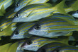 Foto: Mozambique, Indian Ocean, school of bluestripe snappers Lutjanus kasmira, close-up Mozambique, Indian Ocean, school of bluestripe snappers Lutjanus kasmira, close-up