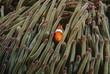 Photo: Raja Ampat, Indonesia, Pacific Ocean, false clown anemonefish Amphiprion ocellaris hiding in magnificent sea anemone Heteractis magnifica Raja Ampat, Indonesia, Pacific Ocean, false clown anemonefish Amphiprion ocellaris hiding in magnificent sea anemone Heteractis magnifica