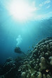Photo: Raja Ampat, Indonesia, Pacific Ocean, scuba diver in shallows with rays of light streaming from surface Raja Ampat, Indonesia, Pacific Ocean, scuba diver in shallows with rays of light streaming from surface