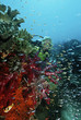 Photo: Raja Ampat, Indonesia, Pacific Ocean, female scuba diver swimming by coral reef Raja Ampat, Indonesia, Pacific Ocean, female scuba diver swimming by coral reef