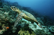 Photo: Raja Ampat, Indonesia, Pacific Ocean, hawksbill turtle eretmochelys imbricata cruising above coral reef Raja Ampat, Indonesia, Pacific Ocean, hawksbill turtle eretmochelys imbricata cruising above coral reef