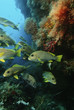 Photo: Raja Ampat, Indonesia, Pacific Ocean, school of oriental sweetlips Plectorhinchus orientalis congregating in cave below coral reef Raja Ampat, Indonesia, Pacific Ocean, school of oriental sweetlips Plectorhinchus orientalis congregating in cave below coral reef