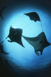 Photo: Raja Ampat, Indonesia, Pacific Ocean, silhouettes of manta rays Manta birostris, low angle view Raja Ampat, Indonesia, Pacific Ocean, silhouettes of manta rays Manta birostris, low angle view