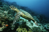 Photo: Raja Ampat, Indonesia, Pacific Ocean, hawksbill turtle eretmochelys imbricata cruising above coral reef Raja Ampat, Indonesia, Pacific Ocean, hawksbill turtle eretmochelys imbricata cruising above coral reef