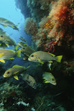 Photo: Raja Ampat, Indonesia, Pacific Ocean, school of oriental sweetlips Plectorhinchus orientalis congregating in cave below coral reef Raja Ampat, Indonesia, Pacific Ocean, school of oriental sweetlips Plectorhinchus orientalis congregating in cave below coral reef