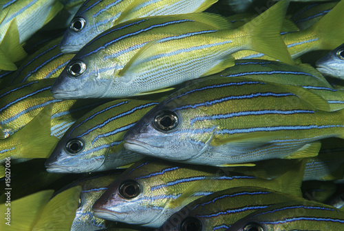 Photo: Mozambique, Indian Ocean, school of bluestripe snappers Lutjanus kasmira, close-up Mozambique, Indian Ocean, school of bluestripe snappers Lutjanus kasmira, close-up
