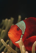 Photo: Raja Ampat, Indonesia, Pacific Ocean, spinecheek anemonefish Premnas biaculeatus, close-up Raja Ampat, Indonesia, Pacific Ocean, spinecheek anemonefish Premnas biaculeatus, close-up