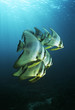 Photo: Raja Ampat, Indonesia, Pacific Ocean, juvenile batfish Platax teira swimming under surface of ocean Raja Ampat, Indonesia, Pacific Ocean, juvenile batfish Platax teira swimming under surface of ocean
