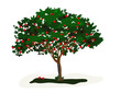 Apple Tree