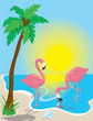 Flamingo Beach Flamingo Beach