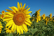 tournesol, culture gros plan sur fleur de tournesol tournesol, culture gros plan sur fleur de tournesol