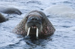 Norway, Spitsbergen, Walruse in water, close up