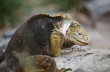 Ecuador, Galapagos Islands, Land Iguana resting on rock