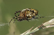Spider weaving web, close up