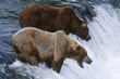 Photo: USA, Alaska, Katmai National Park, two Brown Bears standing in river above waterfall USA, Alaska, Katmai National Park, two Brown Bears standing in river above waterfall