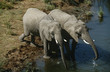 Photo: Namibia, two African Bush Elephants drinking water from river, elevated view Namibia, two African Bush Elephants drinking water from river, elevated view