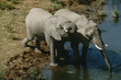 Photo: Namibia, two African Bush Elephants drinking water from river, elevated view Namibia, two African Bush Elephants drinking water from river, elevated view