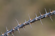 Photo: Thorny branch of Ocotillo Fouquieria splendens, close-up Thorny branch of Ocotillo Fouquieria splendens, close-up