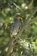 Southern Yellow-billed Hornbill in tree
