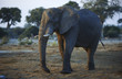 African Elephant Loxodonta africana