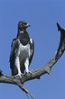 Martial Eagle Polemaetus bellicosus perching on branch