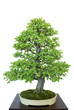 Bonsai