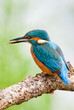 Kingerfisher and Prey