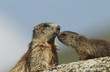 Female marmot with young on rock
