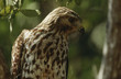 Close-up of Merlin Falco columbarius