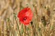 Mohnblüte