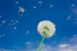 Blowball