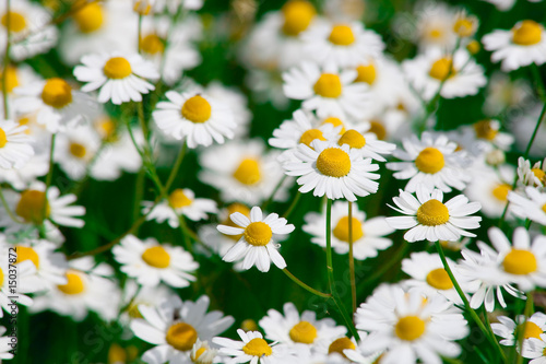 Foto: Summer meadow Summer meadow