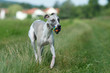 schmutziger Whippet