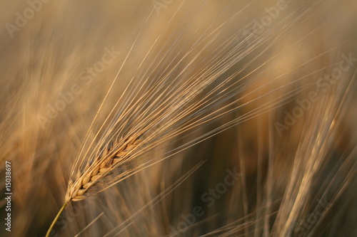 Foto: Roggen Roggen