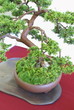 Bonsai
