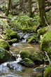 petit torrent petit torrent