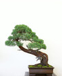 Bonsai