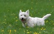 West Higland Terrier