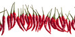 small red hot chili pepper in row small red hot chili pepper in row
