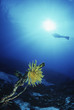Feather star with silhouette of diver in background